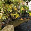 Gartenschule und Gartengestaltung Döring
