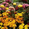 Gartenschule und Gartengestaltung Döring