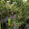 Gartenschule und Gartengestaltung Döring