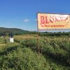 Blumenfeld Elgershausen