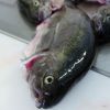 Fischzuchtbetriebe Reinhardswald