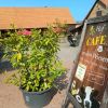 Hof Cafe in den Wiesen