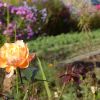 Gartenwerkstatt